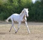 Paint horse 1 an 
