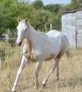 Paint horse 1 an 