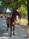 DRESSAGE CASTRONE 13 ANNI  CAT F 