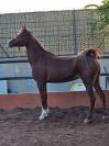 YEGUA P.R.A EN VENTA 