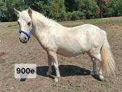 Poney shetland 