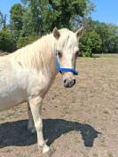 Poney shetland 