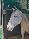 Cheval &agrave; vendre