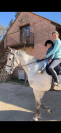 Cheval &agrave; vendre