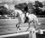PRE HONGRE 4 ANS 1,68 M DRESSAGE CLASSIQUE 1er &
