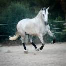 PRE HONGRE 4 ANS 1,68 M DRESSAGE CLASSIQUE 1er &