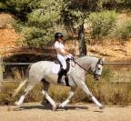 PRE HONGRE 4 ANS 1,68 M DRESSAGE CLASSIQUE 1er &