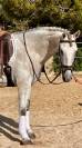 PRE HONGRE 4 ANS 1,68 M DRESSAGE CLASSIQUE 1er &