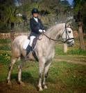 PRE HONGRE 4 ANS 1,68 M DRESSAGE CLASSIQUE 1er &
