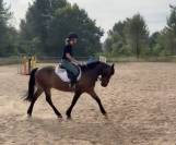 &Agrave; vendre espoir d eponnads 