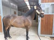 &Agrave; vendre espoir d eponnads 