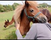 Pouliche mini Shetland 12 mois