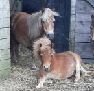 Pouliche mini Shetland 12 mois