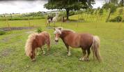 Pouliche mini Shetland 12 mois