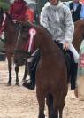 Poney de sport &agrave; vendre 