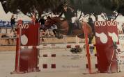 Poney de sport &agrave; vendre 