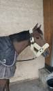 Poney de sport &agrave; vendre 