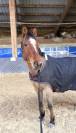 Poney de sport &agrave; vendre 