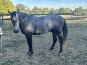 Connemara 4 ans