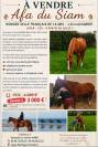 AFA du Siam selle fran&ccedil;ais de 16 ans 