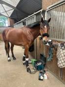 Demi pension cheval de sport 