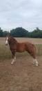 Pouliche trait breton