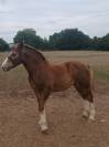 Pouliche trait breton