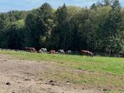 RECHERCHE ferme &eacute;questre suisse romande