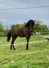 PURE RACE ESPAGNOLE PP 