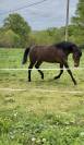 PURE RACE ESPAGNOLE PP 