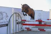 Pension chevaux & poneys - Durtal (49)