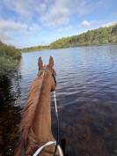 Pension chevaux & poneys - Durtal (49)
