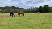 Pension chevaux & poneys - Durtal (49)
