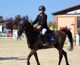 Pony 11 anni castrone 