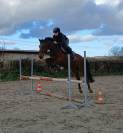 Hongre de 7 ans 1m49