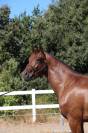 Prestige Cartago di Alma Terra- stallone 3 anni SI 