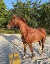 Jument de 4 ans &agrave; vendre 