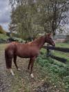 Jument de 4 ans &agrave; vendre 