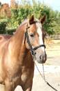 Ruin Franse rijpony PFS Te koop 2021 Lichte manen en staart ,  ACHILLE DE ST GERY