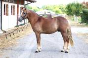 Ruin Franse rijpony PFS Te koop 2021 Lichte manen en staart ,  ACHILLE DE ST GERY