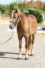 Ruin Franse rijpony PFS Te koop 2021 Lichte manen en staart ,  ACHILLE DE ST GERY