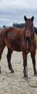 Castrone BWP Cavallo da Sangue Belgio Regalo 2008 Baio