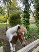 Ponette shetland &agrave; vendre 