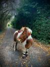 Ponette shetland &agrave; vendre 