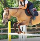 Cheval de sport cherche DP