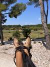 Cheval de sport cherche DP