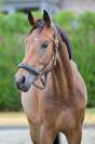 Cavalla KWPN Cavallo da Sport Neerlandese In vendita 2023 Baio ,  Sam R