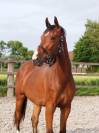 Hongre - Oldenbourg - 3 ans - Dressage - Belgique