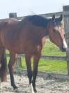 Hongre - Oldenbourg - 3 ans - Dressage - Belgique