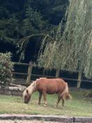 Jeune poney &agrave; vendre - 1 an - Pepito recherche famille 